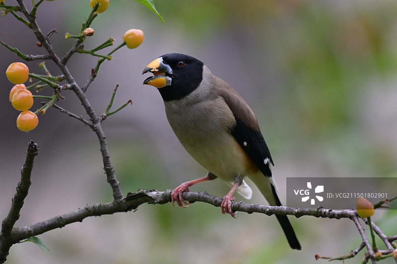 腊嘴雀图片素材