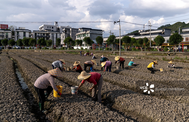 连州市东陂镇，大蒜种植基地。图片素材