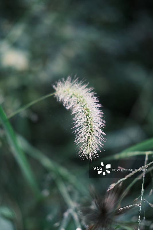 布满露水的狗尾巴草特写图片素材