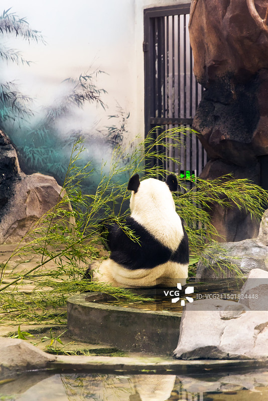 苏州太湖国家湿地公园的大熊猫图片素材
