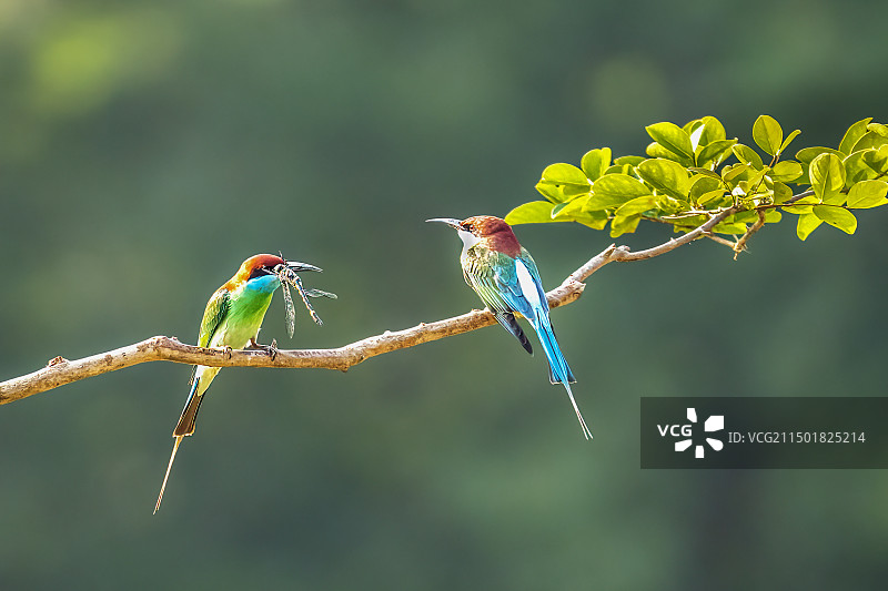 捕到蜻蜒的蓝喉蜂虎图片素材