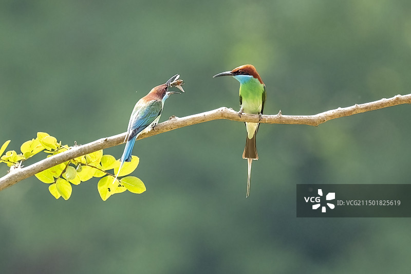 捕食到蜜蜂的蓝喉蜂虎图片素材
