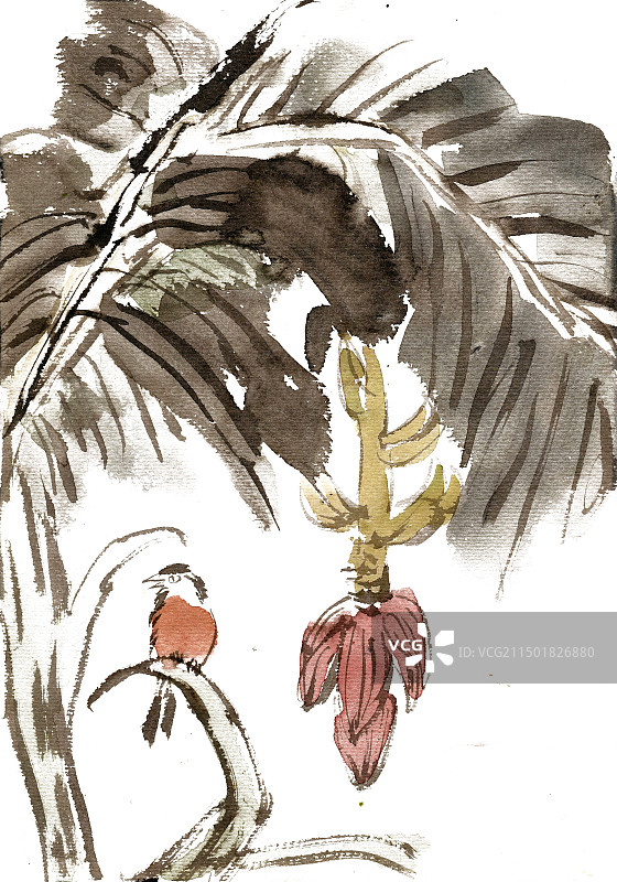 芭蕉叶下的小鸟图片素材