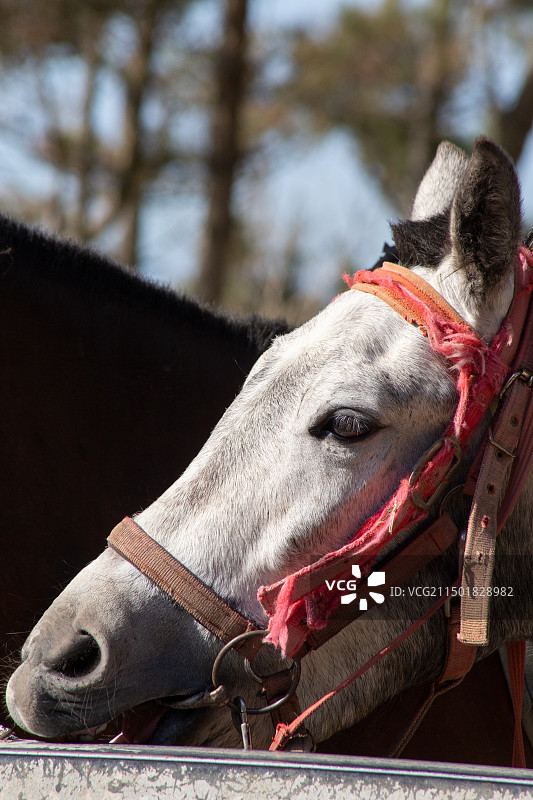 一匹白马的特写镜头图片素材