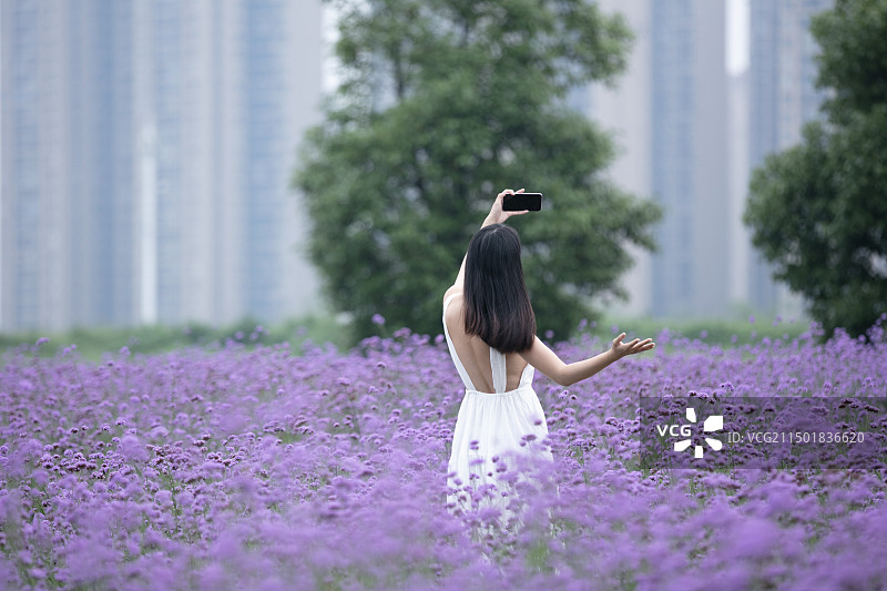 穿白色连衣裙的年轻女人在花海里使用手机图片素材