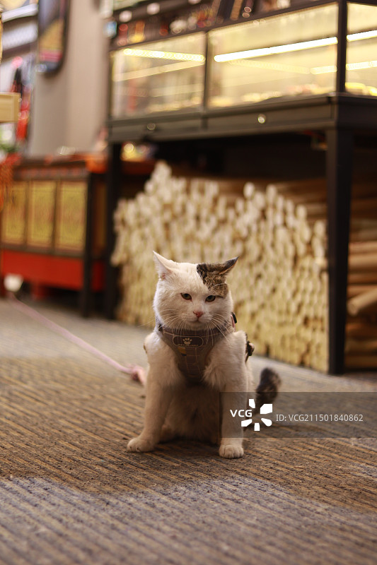 猫坐在地板上的画像图片素材