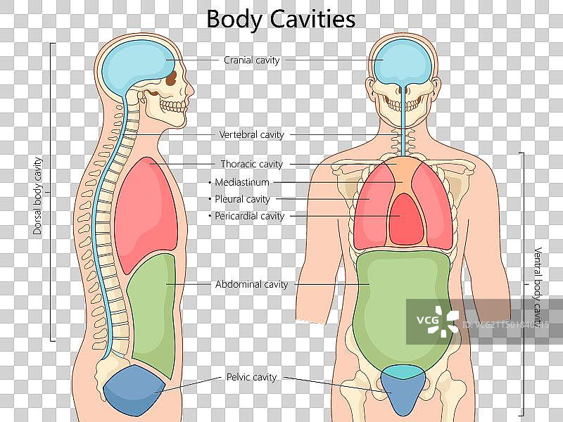 人体腔体图医学图片素材
