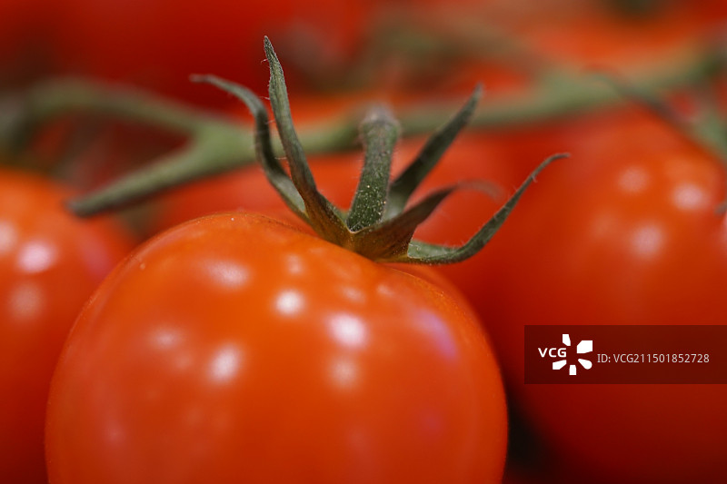 红红火火的番茄图片素材