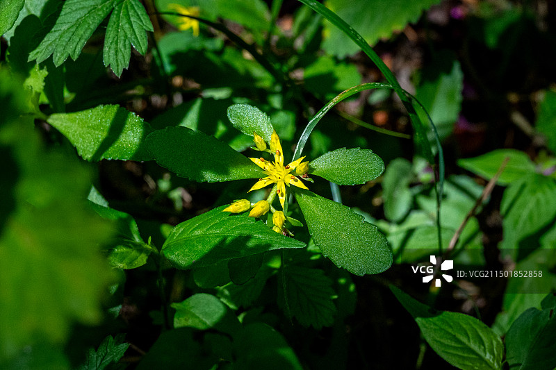 野外勘察加费菜特写镜头，景天科、费菜属多年生草本植物图片素材