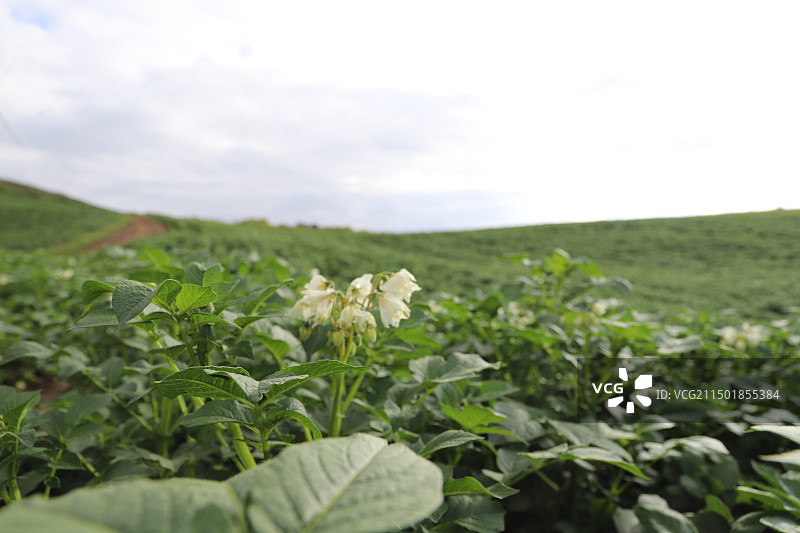 威宁县灼甫草场绿色马铃薯洋芋花图片素材