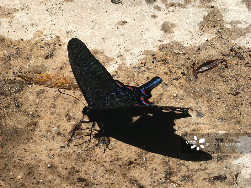 一只黑色碧凤蝶图片素材