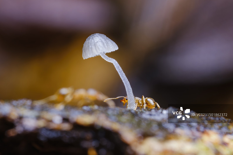 小蘑菇图片素材