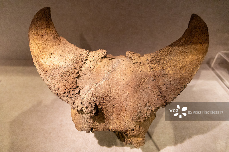 新石器时代 河姆渡文化 田螺山遗址 圣水牛头骨图片素材