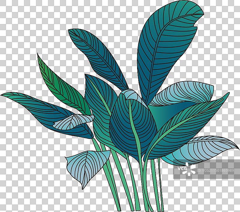 美人蕉植物免扣素材图片素材