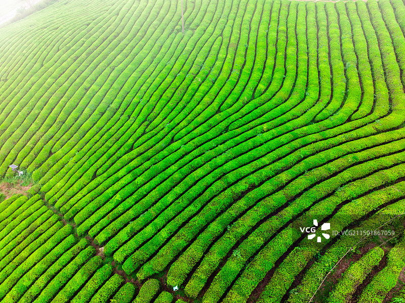 航拍视角下的茶园图片素材
