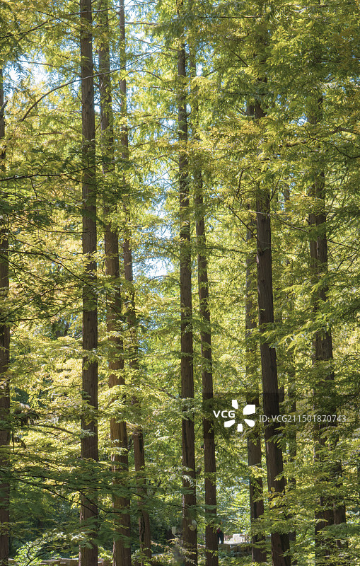 森林 树林 黄色 阳光图片素材