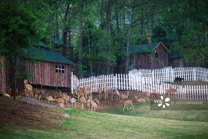 大理云上草原的鹿图片素材