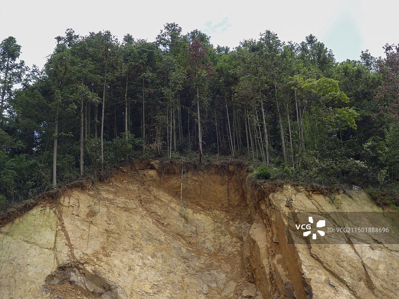 森林中水土流失滑坡的低角度视图图片素材
