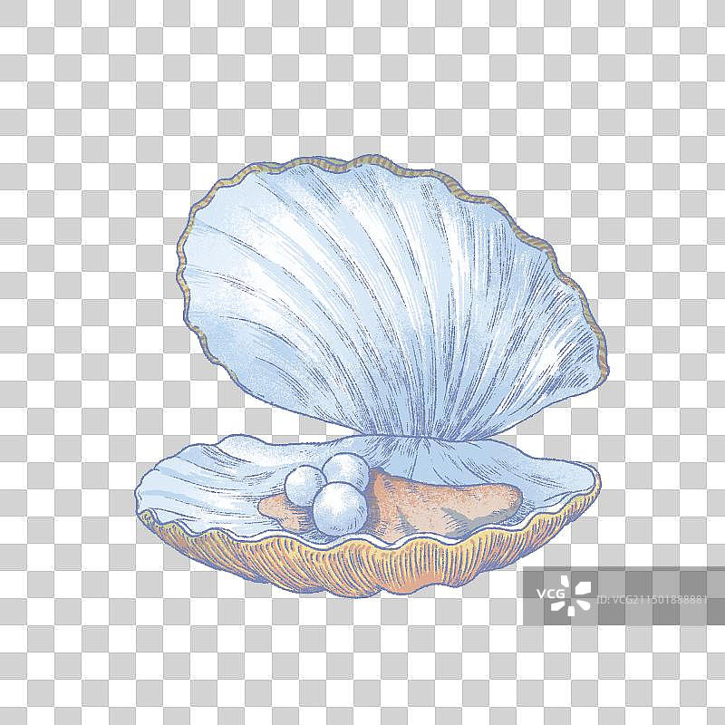 贝壳珍珠蚌海洋生物图片素材