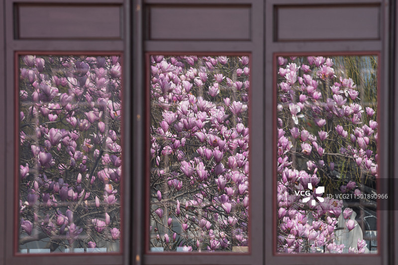 窗中玉兰图片素材