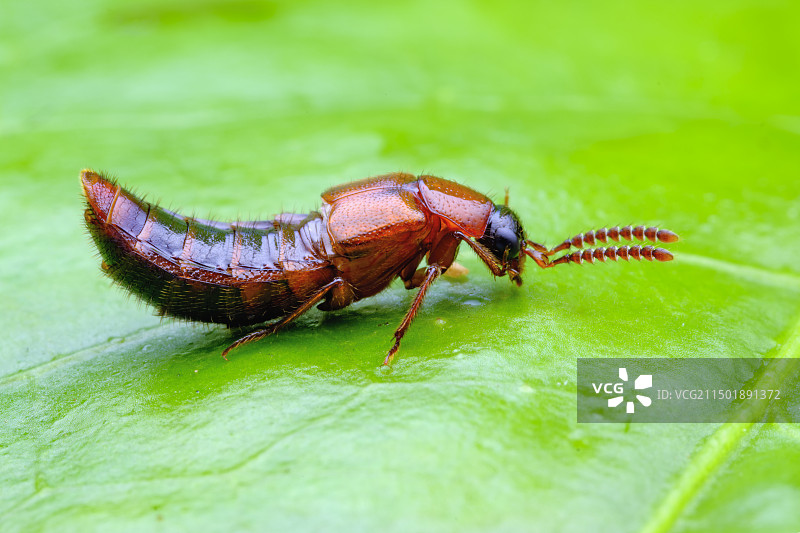 隐翅虫图片素材