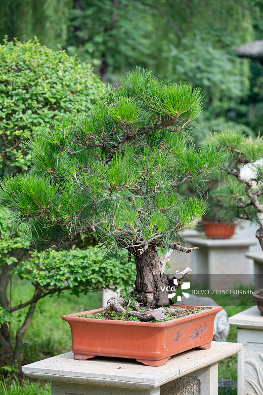 盆景 黑松 松树图片素材