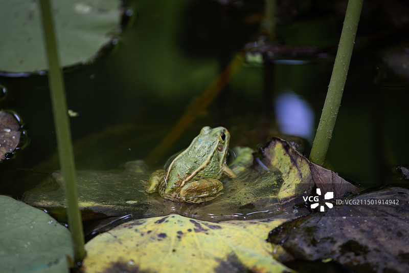 青蛙图片素材