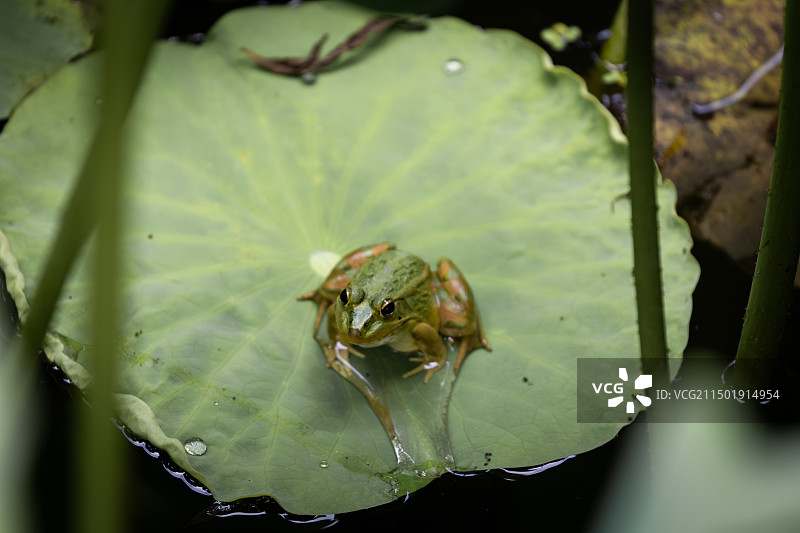 青蛙图片素材
