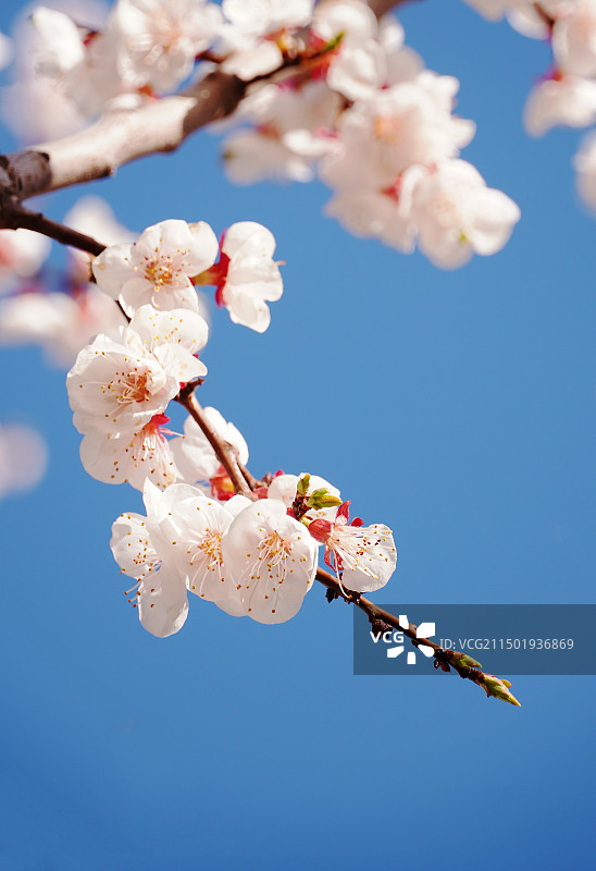 杏花图片素材