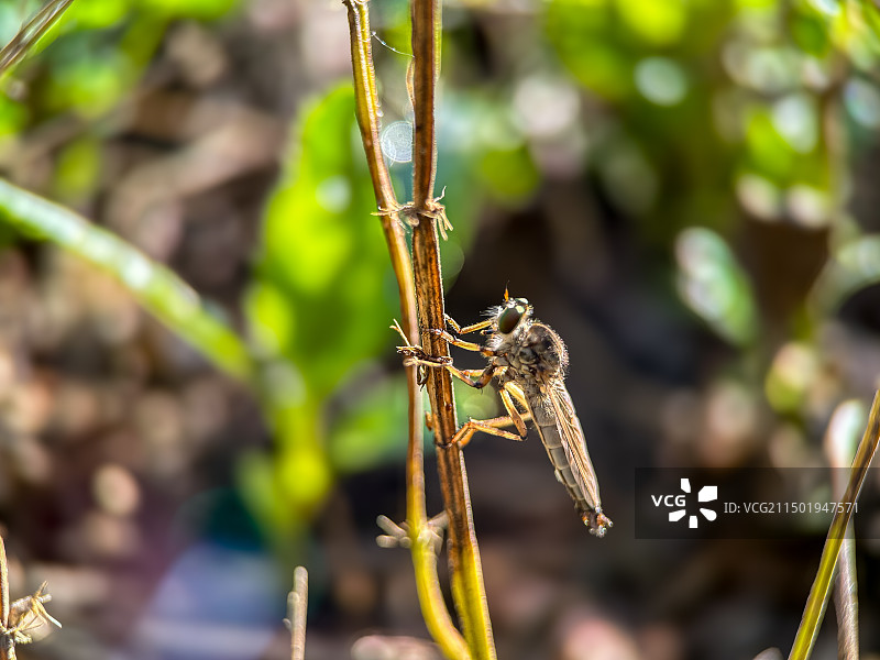食虫虻图片素材