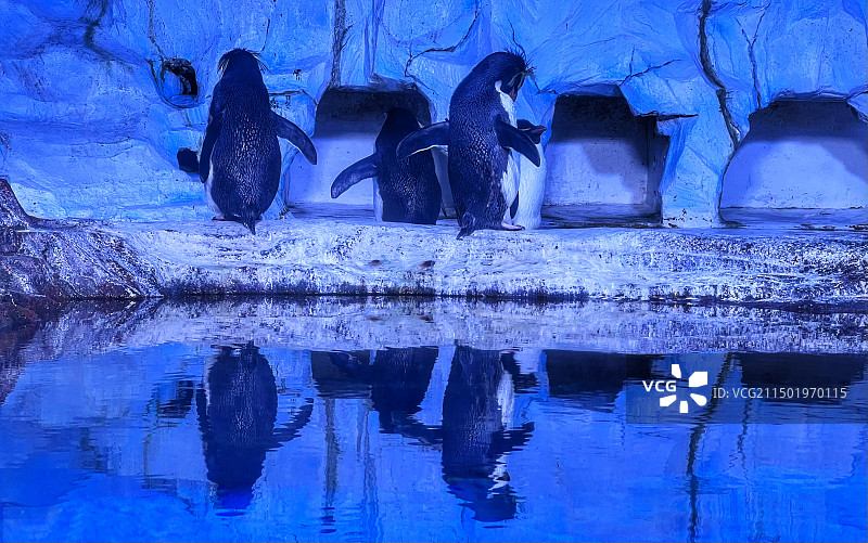 大连市老虎滩海洋公园—老虎滩极地馆图片素材