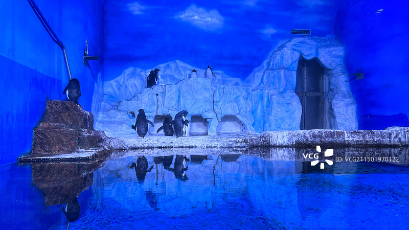 大连市老虎滩海洋公园—老虎滩极地馆图片素材