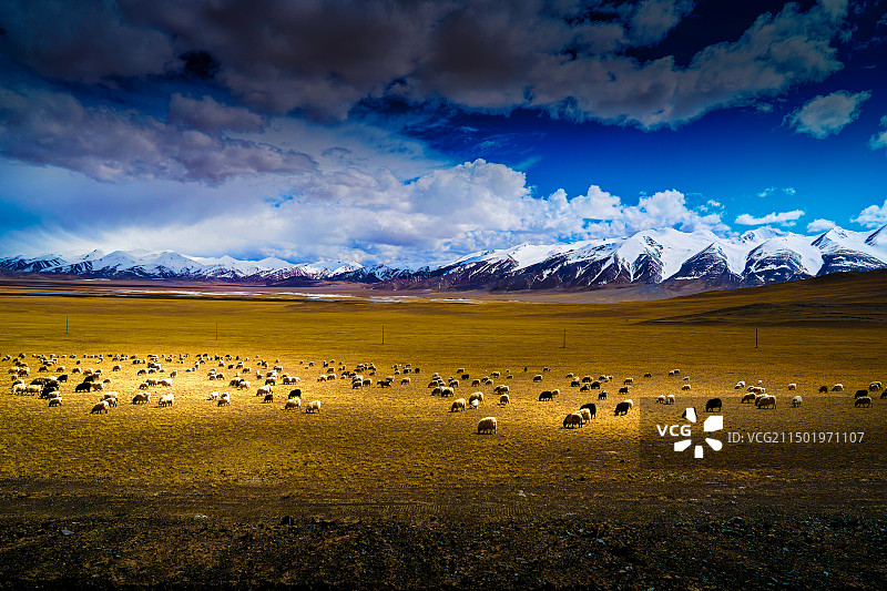 西藏改则的草坪图片素材