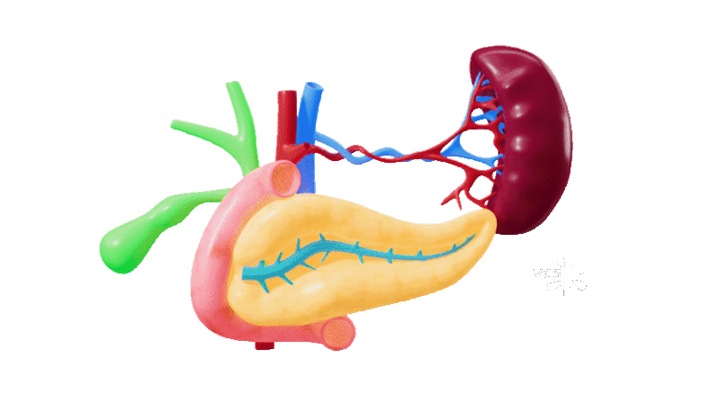 人体内脏胰腺胆囊脾脏器官视频图片素材
