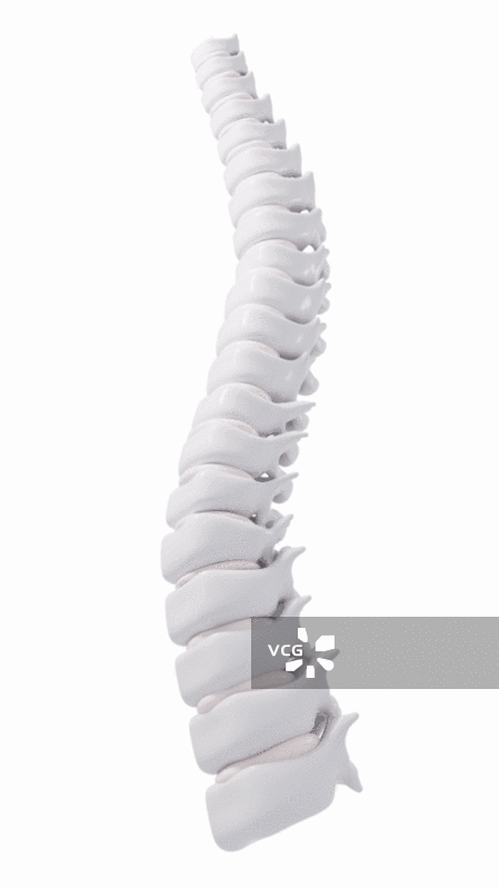 人类脊椎脊柱模型视频图片素材