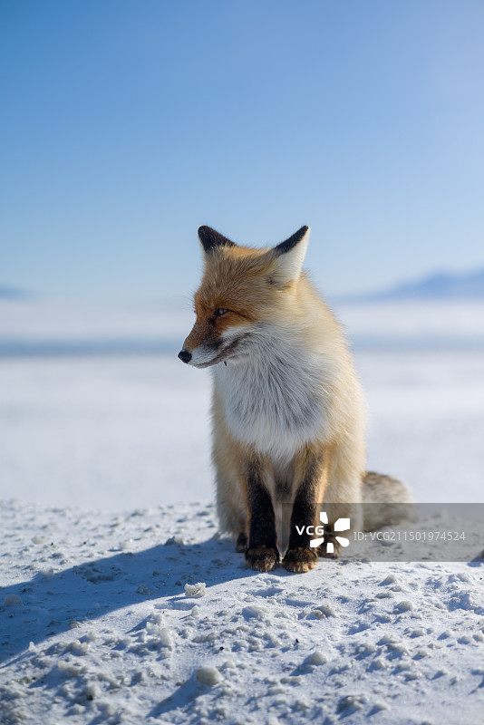 大西洋的最后一滴眼泪，赛里木湖图片素材