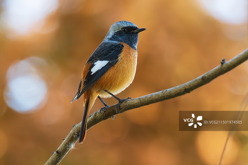 北红尾鸲图片素材