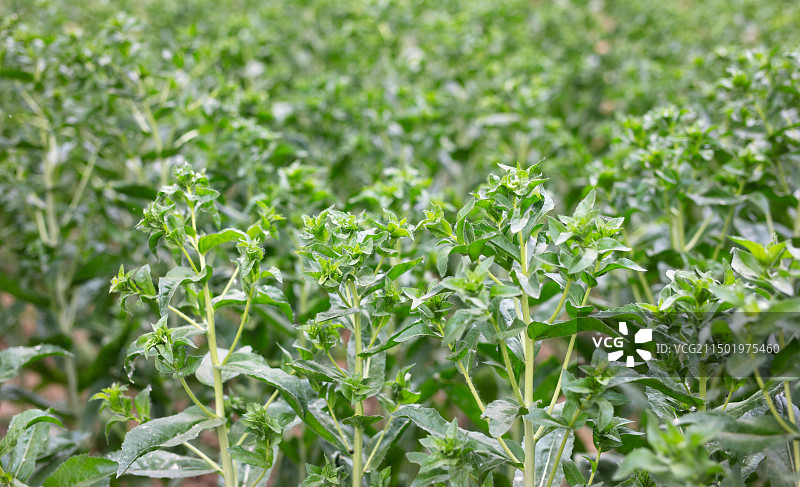 中药种植红花图片素材