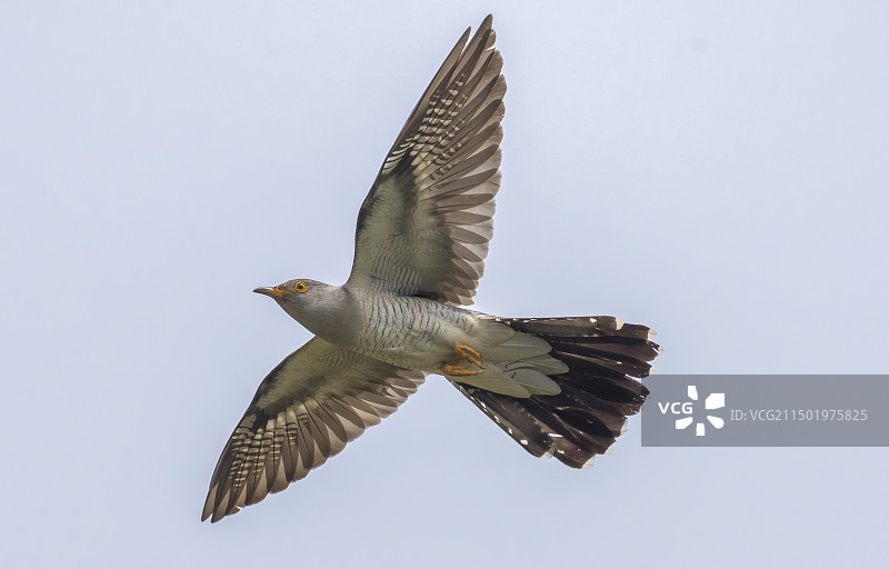 大杜鹃图片素材