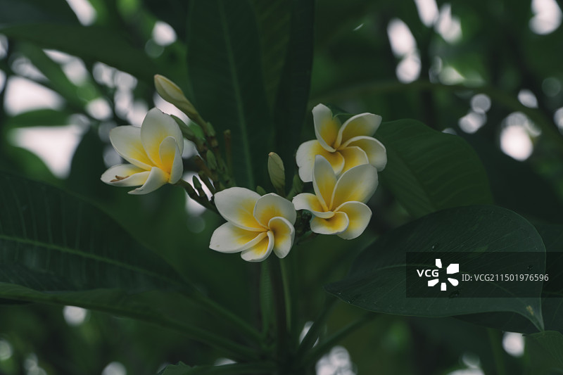 鸡蛋花图片素材