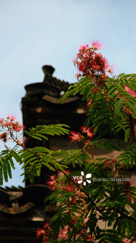 合欢花图片素材
