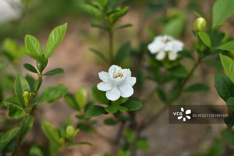 栀子花（永恒的爱与约定）图片素材
