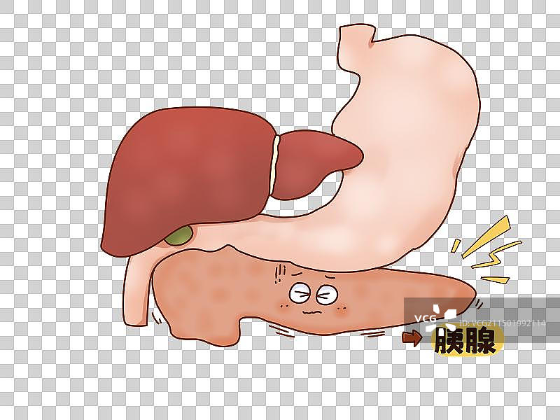 肝胃脾胰腺内脏图片素材