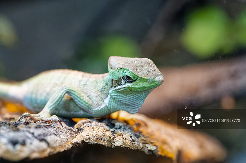 宠物蜥蜴澳洲水龙图片素材