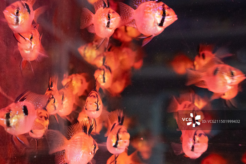 水族馆里的鱼儿图片素材