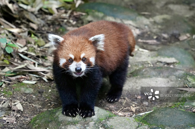 小熊猫特写图片素材