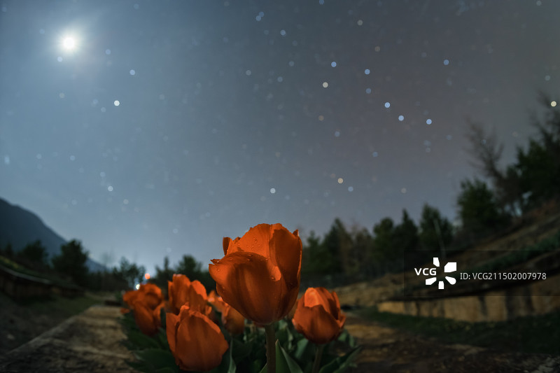 月下郁金香图片素材