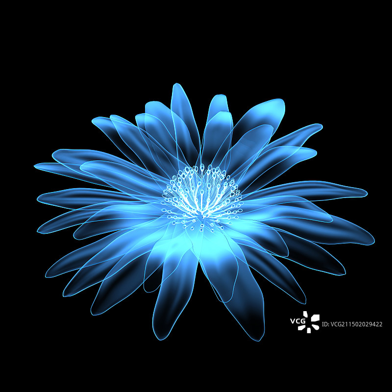 x光花朵花瓣菊花在黑色背景图片素材