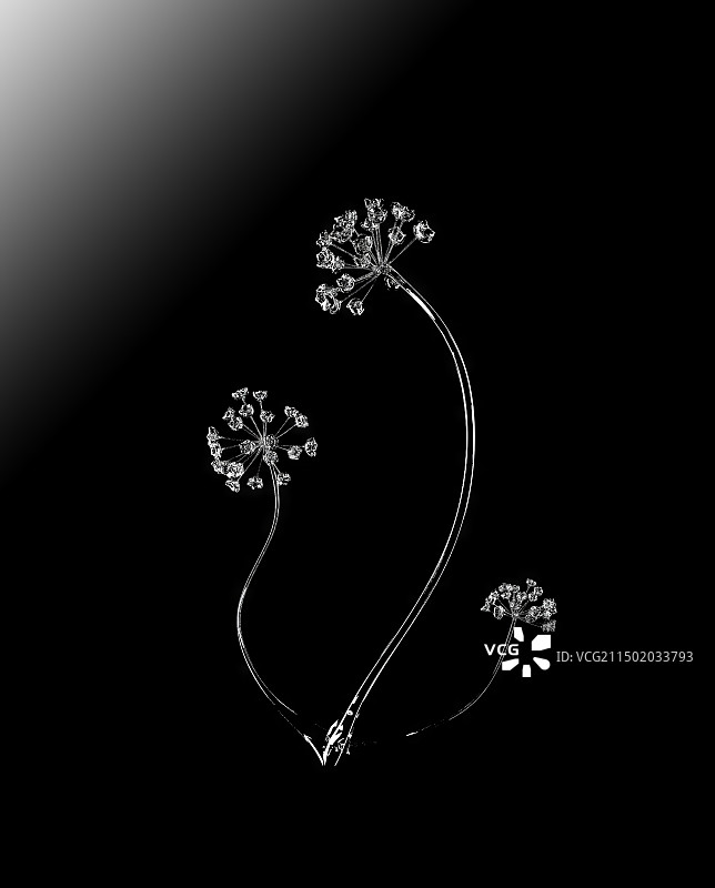 黑色水晶玻璃花在黑色渐变背景图片素材