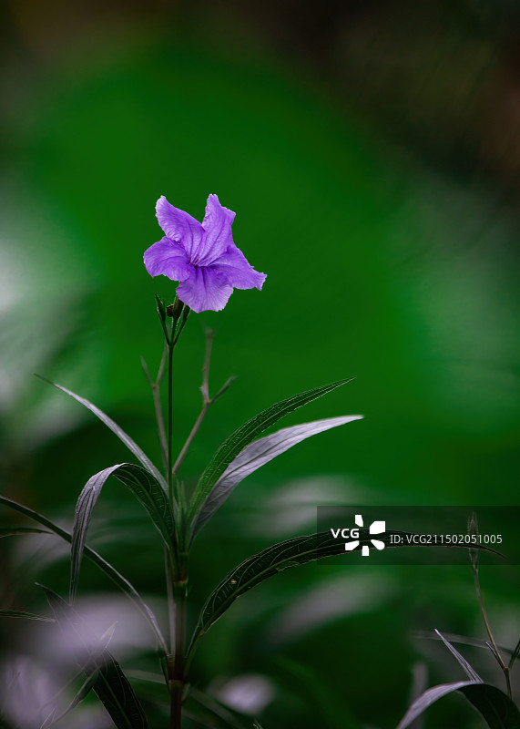 翠芦莉蓝花草图片素材